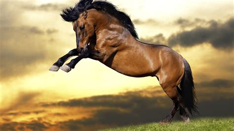 Beautiful Wallpaper Brown Horse - 2560x1440 Wallpaper - teahub.io