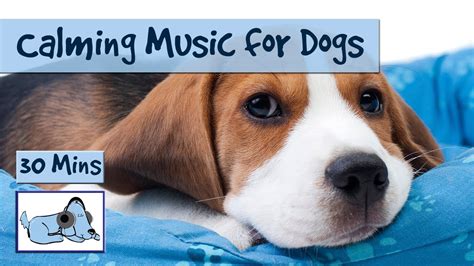 Calming Music, Relaxing Sounds for Dogs - YouTube