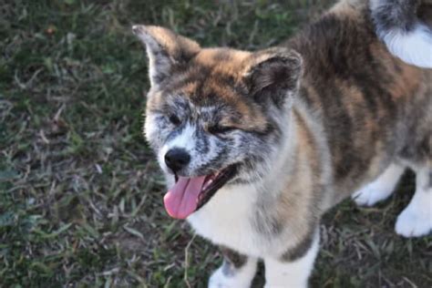 Husky Akita Mix | The Complete HUSKITA Guide | Huskita Puppy – My Happy ...