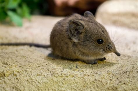 Tiny Elephant Shrew Species Rediscovered After 50 Years | Elephant shrew, Cute little animals ...