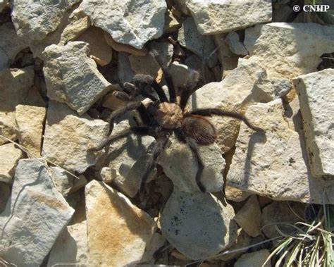 CNHP Blog: Colorado tarantula