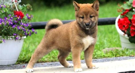 Shiba Inu Adoption