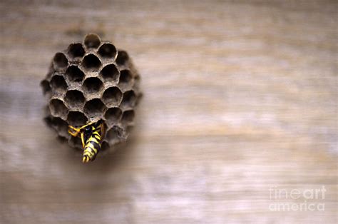 Paper wasp nest Photograph by Jim Corwin - Fine Art America