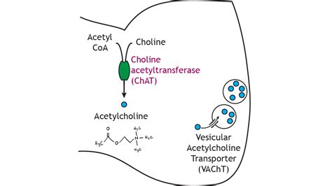 Neurotransmitter Synthesis and Storage – Foundations of Neuroscience