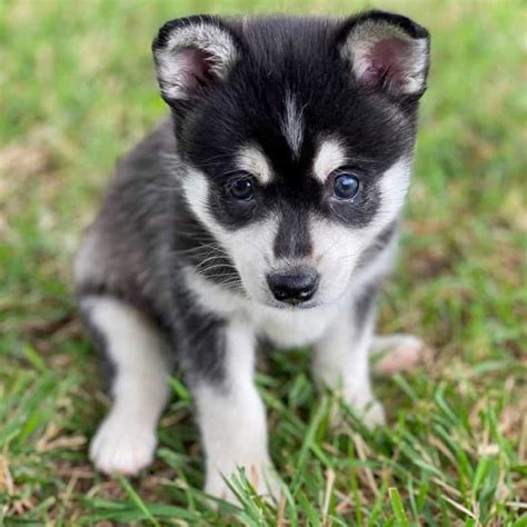 alaskan klee kai toy breeders - Blair Utley