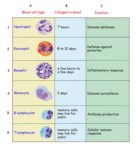 White Blood Cell Size