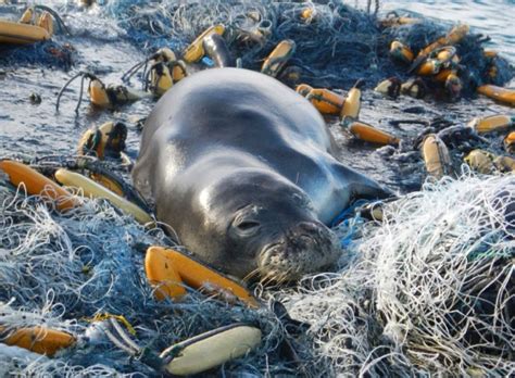 Heartbreaking Images That Show the Impact of Plastic on Animals in the Oceans - Newsweek