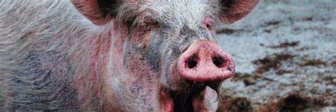 Pig Lungs One Step Closer To Human Transplant - Redorbit