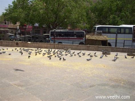 Pigeon Feeding | Veethi