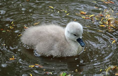 Signet Baby Swan Water - Free photo on Pixabay - Pixabay