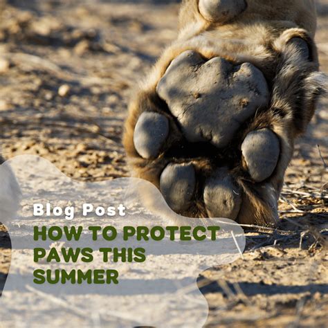 How To Protect Dog Paws This Summer