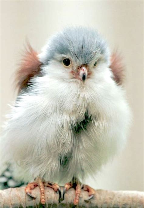 African Pygmy Falcon. | Pet birds, Cute wild animals, Cute birds