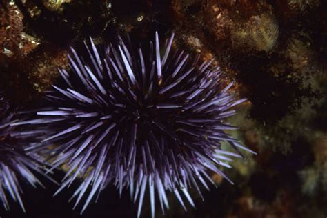 Sea Urchin - Island of the Blue Dolphins (U.S. National Park Service)