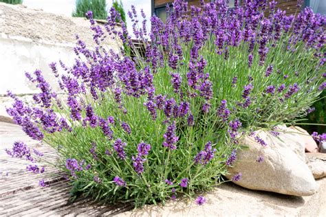 The Lavender Growth Stages: All The Info Right Here