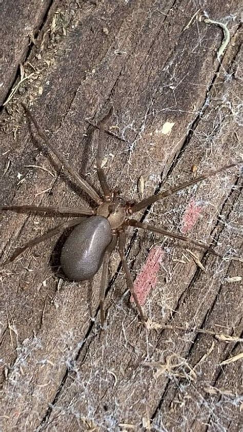 Brown Recluse spider. (Female with eggs so larger) | Brown recluse spider, Brown recluse ...