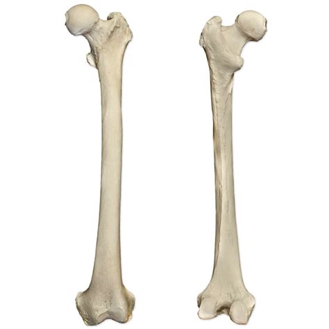 Femur bone landmarks* (left femur) Diagram | Quizlet