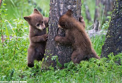 In pics: Cute bear cubs play hide and seek - People's Daily Online