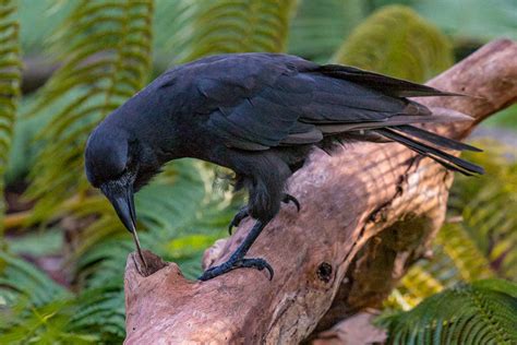 Hawaiian crows can use sticks as tools but are nearly extinct | New ...