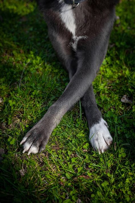 Dog of Gray Color with White Spots on the Grass Stock Image - Image of ...