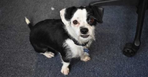 Pup With Adorable Underbite Will Chew on Your Heartstrings | PETA