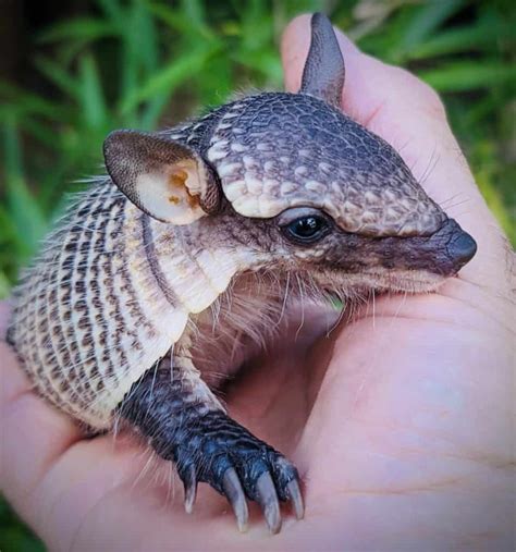 Baby Screaming Hairy Armadillo For Sale - Underground Reptiles