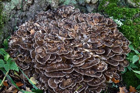 How to Identify Hen-of-the-Wood Mushrooms (Grifola frondosa)