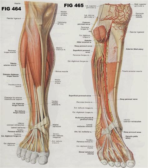 tibiolis anterior | Anatomie du corps, Septum, Le corps