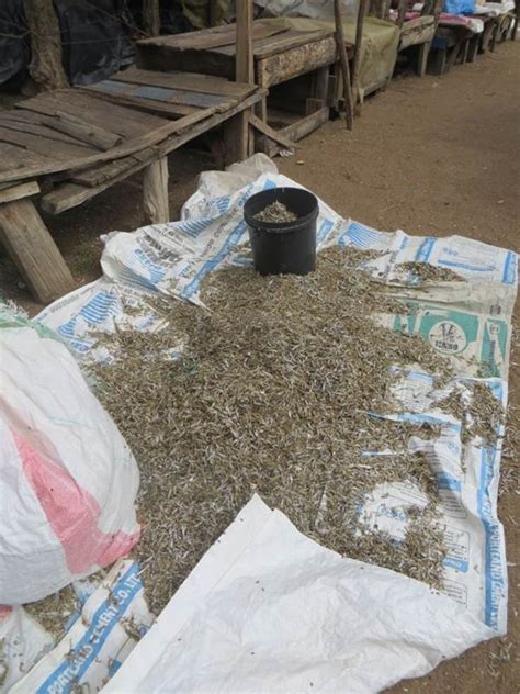 Dried "dagaa" in Musoma Market (Tanzania) | Fish Consulting Group