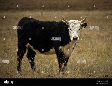 Bull horns holstein hi-res stock photography and images - Alamy