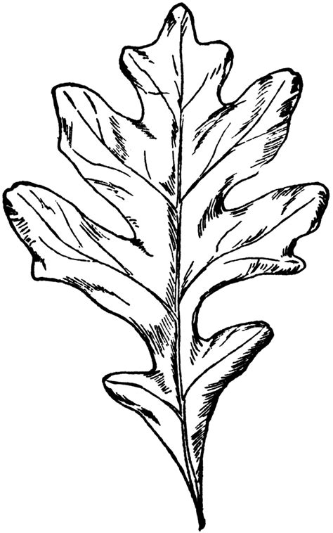 Free Oak Leaf Outline, Download Free Oak Leaf Outline png images, Free ...