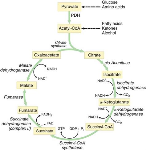 Tutorial of Citrate Synthase