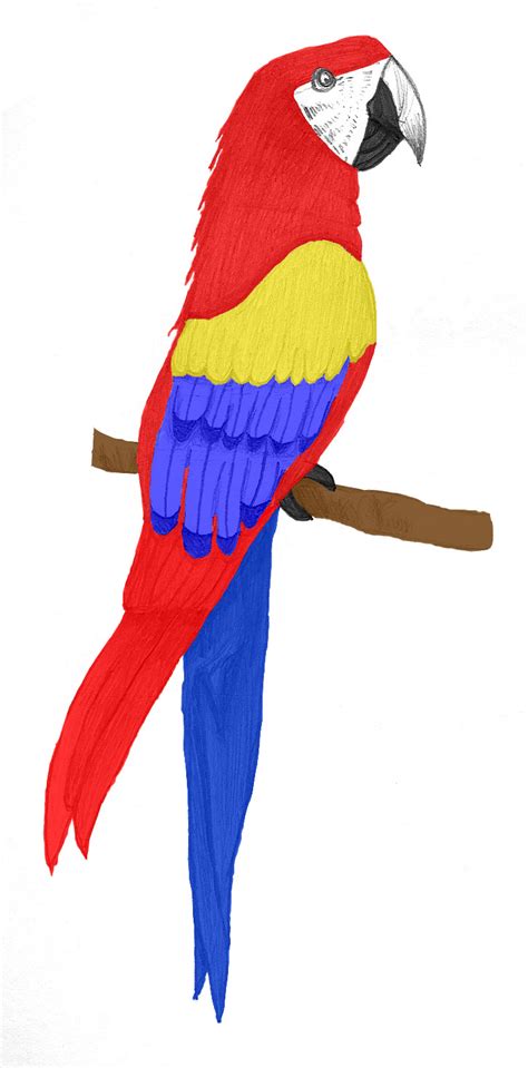 Parrot Drawing With Colour at GetDrawings | Free download