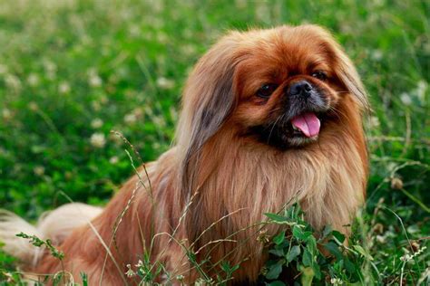 The Hairy Toy Dog: Your Best Pekingese Informational Guide