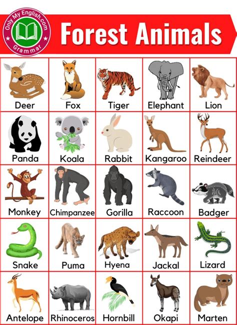 Forest Animals: List of Forest Animals Name with Images | Animal pictures for kids, Animals name ...