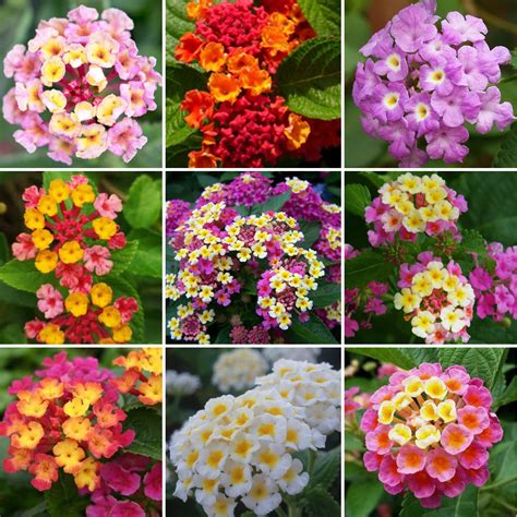 US$ 1.45 - 20PCS Lantana Mixed Seeds - www.deargogo.com