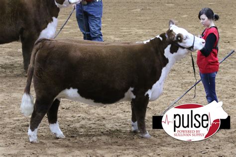 FWSS – Open Polled Hereford Show – Polled Junior Yearling Female | The ...