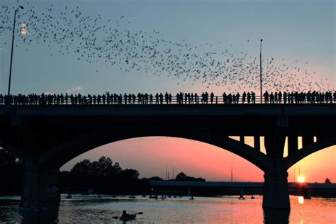 The Bats of Austin, Texas // North America’s Largest Urban Bat Colony ...