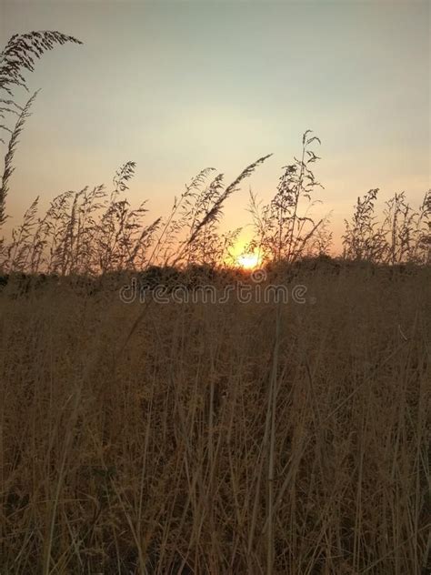 Beautiful Sunset View on Grassland