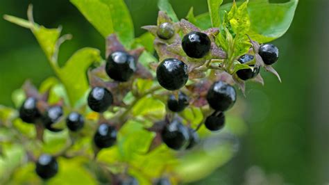 Deadly Nightshade (Atropa belladonna) - Woodland Trust