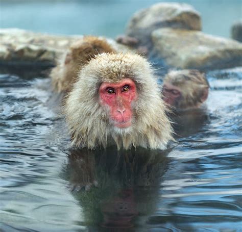 Family of Japanese Macaques in the Water of Natural Hot Springs. the Japanese Macaque Scientific ...