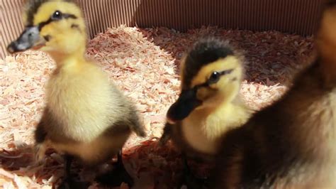 Rouen Ducklings - YouTube