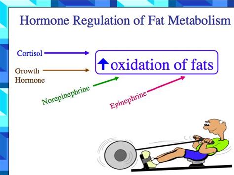 Fat Metabolism – part 2 | Strength in Numbers