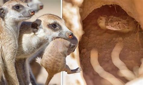 Amazing moment meerkat parents rescue their newborns from jaws of ...