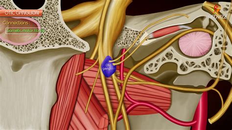 Otic ganglion - Gross anatomy , Roots and Branches : Animated anatomy - YouTube