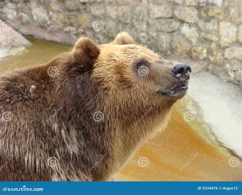 Brown Bear Ursus Arctos Arctos Stock Photo - Image of mouth, stones ...