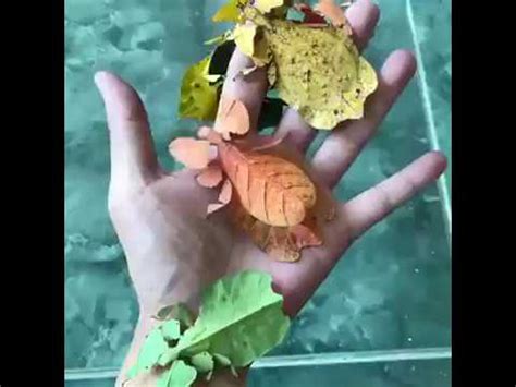 Phylliidae || Leaf Insects || Walking Leaves - YouTube