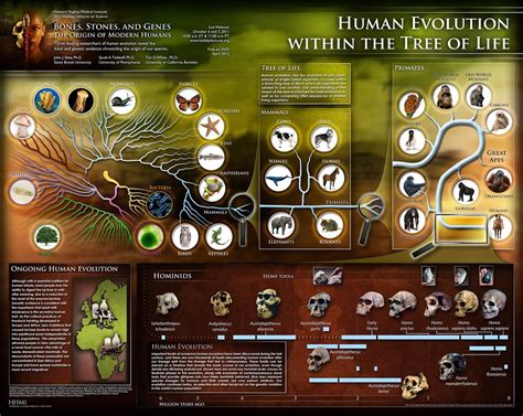 human evolution | Human evolution, Hominid, Free poster