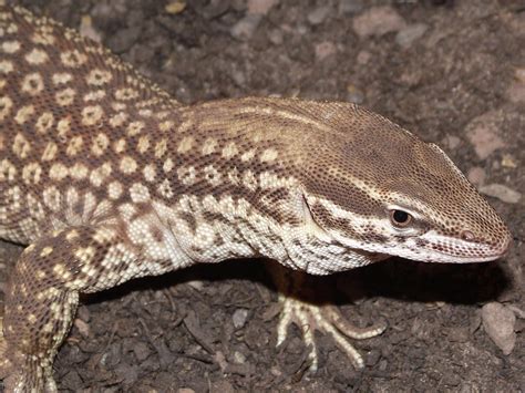 SE England - stunning young adult male ackie monitor | Reptile Forums