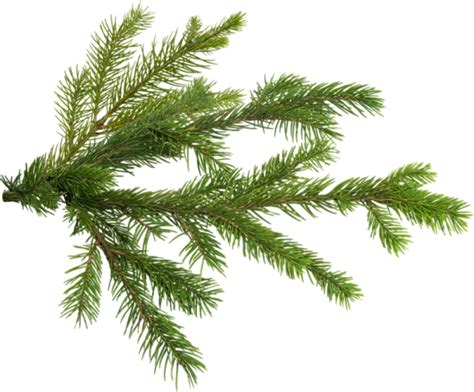 Pine Christmas tree Branch - christmas tree png download - 600*497 - Free Transparent Pine png ...