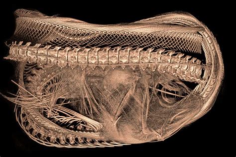 See the unique skeletal features of moray eels in exquisite detail | New Scientist